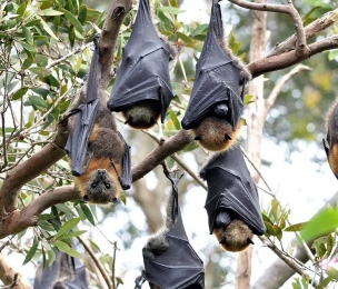 HEALTH | Nipah virus: could it cause the next pandemic?