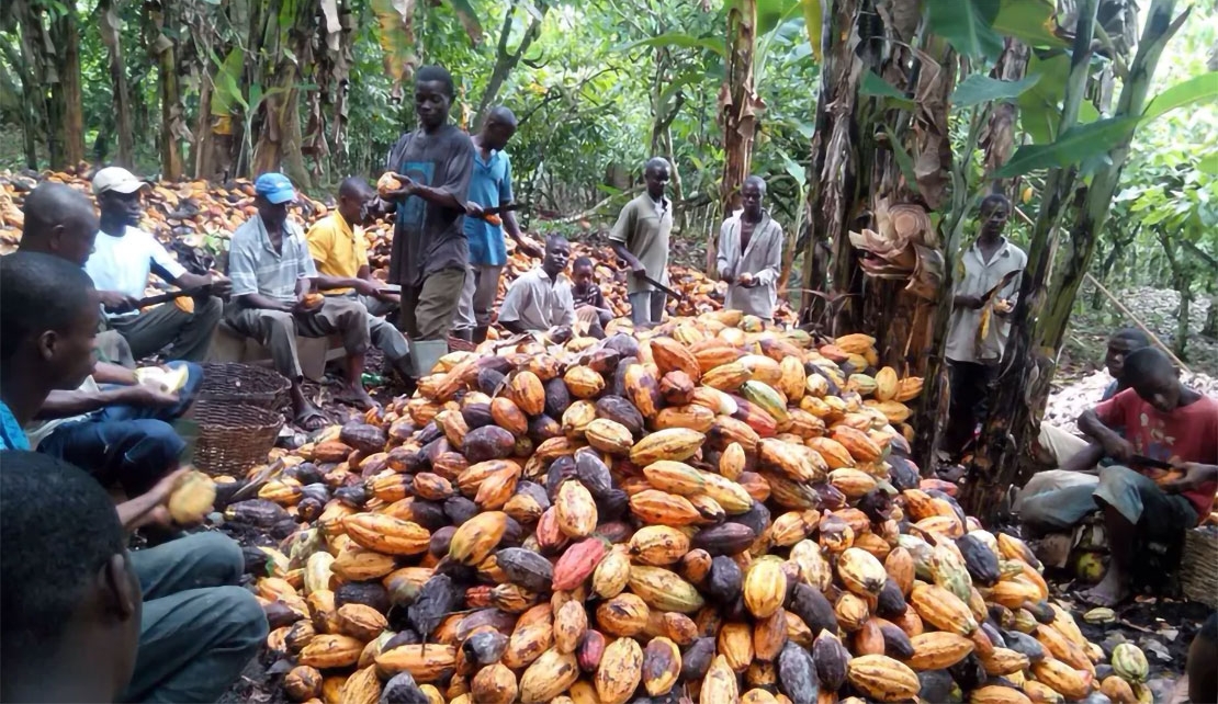 Child slavery in West Africa: understanding cocoa farming is key to ending the practice