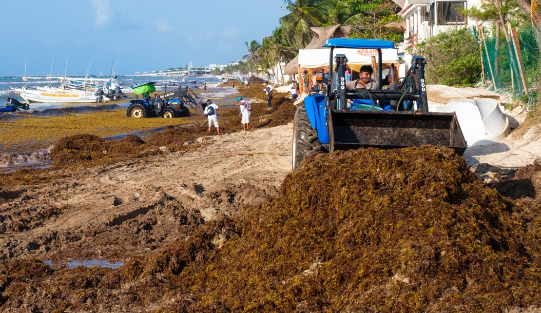 Five Eastern Caribbean Countries Benefit From US$12 Million Sargassum Seaweed Management Fund