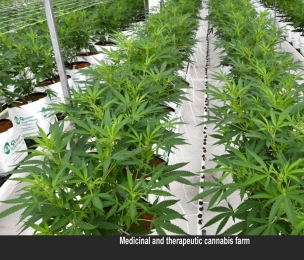 JAMAICA | 100th Medicinal Cannabis licence awarded - Laws soon to enhance licensing process says Hill