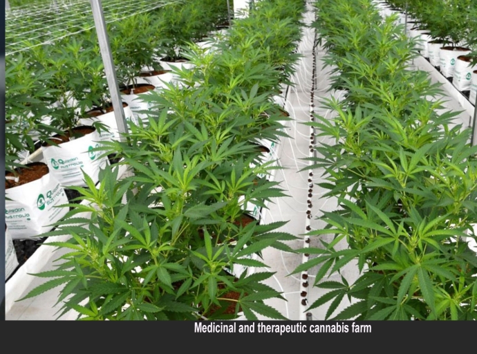 JAMAICA | 100th Medicinal Cannabis licence awarded - Laws soon to enhance licensing process says Hill