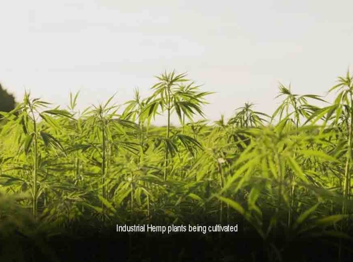 GUYANA to allow cultivation of industrial hemp under strict guideliness