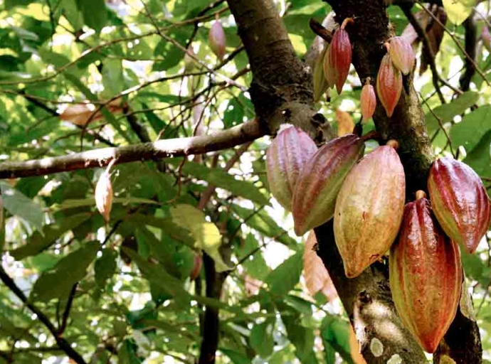 FOODS | Exotic and Medicinal Caribbean Teas