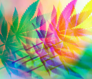 CANNABIS: how it affects our cognition and psychology – new research