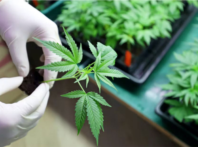 CANNABIS is no better than a placebo for treating pain – new research