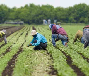 CANADA'S Foreign Worker Programme Likened to Modern Day Slavery