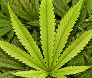 An African history of cannabis offers fascinating and heartbreaking insights – an expert explains