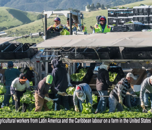 JAMAICA | The Labour conundrum facing Jamaica’s Agricultural Sector
