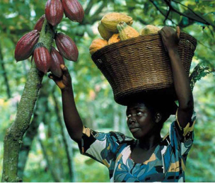 JAMAICA | Reviving Jamaica’s Dying Cocoa Industry
