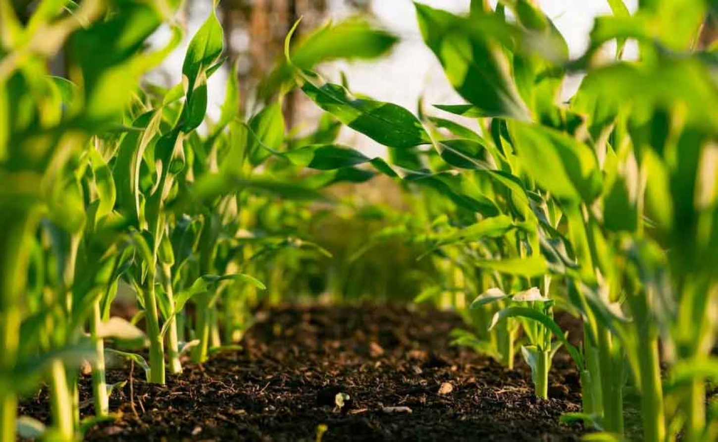 CARICOM | Week of Agriculture aims to promote 25% reduction of Agricultural imports into the Region by 2025.