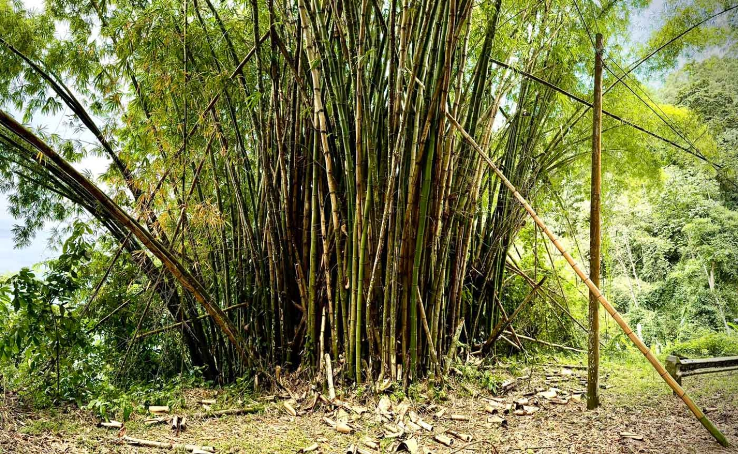 JAMAICA | GREEN GOLD ABANDONED: Is Jamaica Squandering its Bamboo Lifeline Amidst a Deepening Food Crisis?