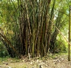 JAMAICA | GREEN GOLD ABANDONED: Is Jamaica Squandering its Bamboo Lifeline Amidst a Deepening Food Crisis?