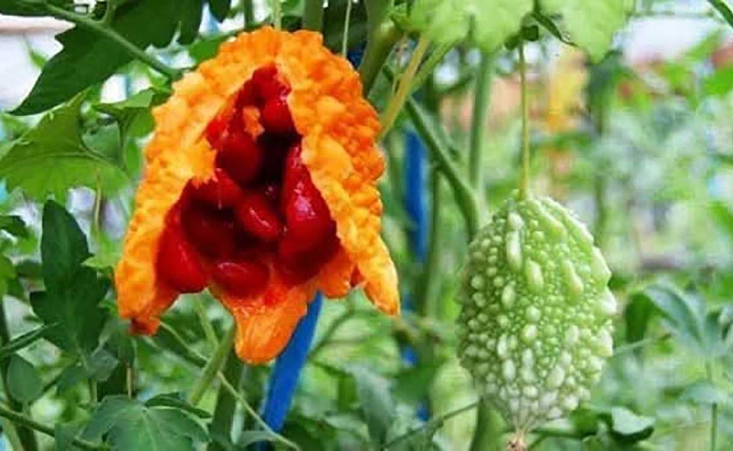 HEALTH | The Bitter Truth: How Caribbean Grandmothers Knew What Science Is Now Proving About Cerasee