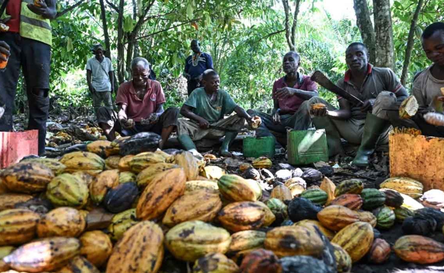AFRICA | Brown Gold, Bitter Reality: Côte d'Ivoire's Cocoa Farmers Drown in Unsold Beans