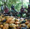 AFRICA | Brown Gold, Bitter Reality: Côte d'Ivoire's Cocoa Farmers Drown in Unsold Beans