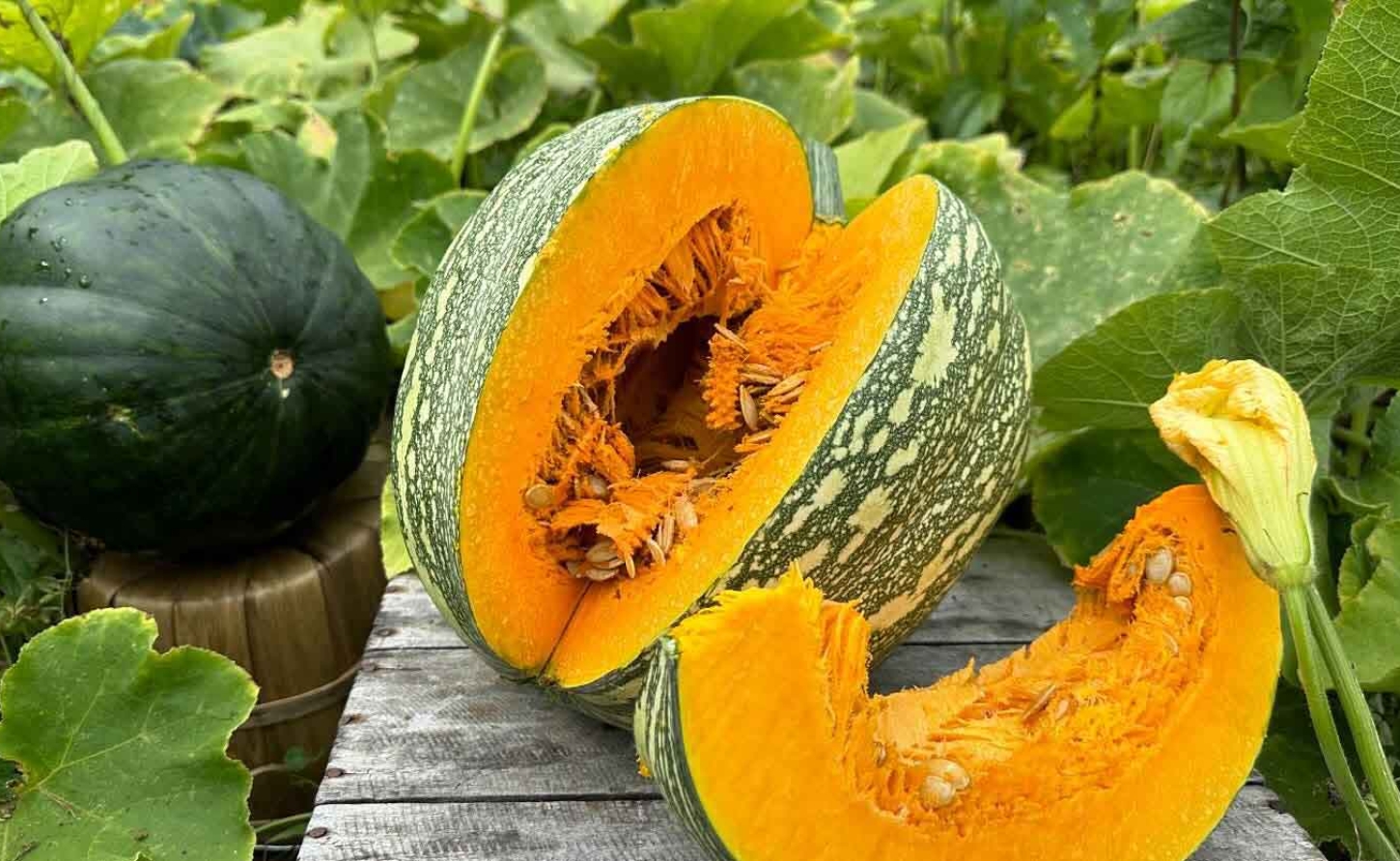 HEALTH | The Mighty Seed: Why Pumpkin Seeds Deserve a Place on Every Caribbean Plate