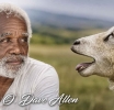 JAMAICA | The Bleating of the Sheep
