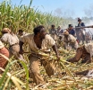 UNITED STATES | The Black Massacre America Buried: Thibodaux Louisiana and the Long Shadow of Sugar