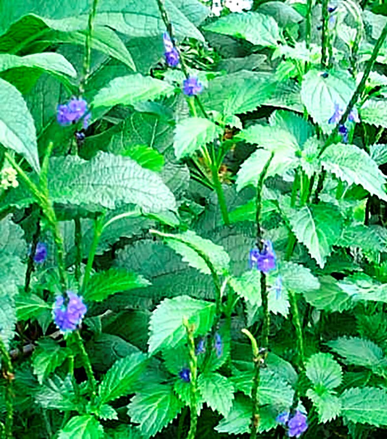 Blue vervain