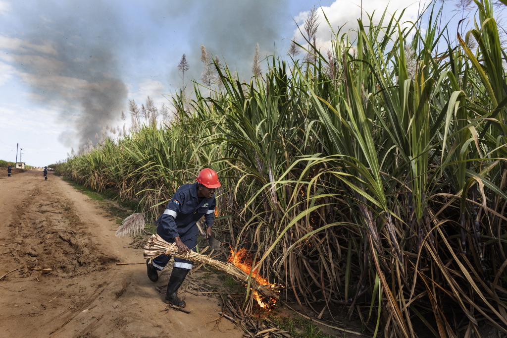 Sugar cane workers are a dying breed in Jamaica as the industry is seeing its last days.