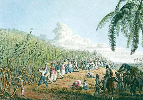 African Slaves in the Cartibbean cutting sugarcane, creating massive wealth for the British planters