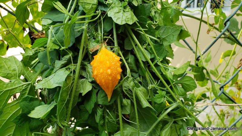 Jamaican Cerasee Tea bush