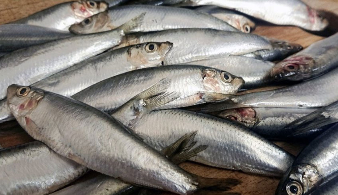 sprats